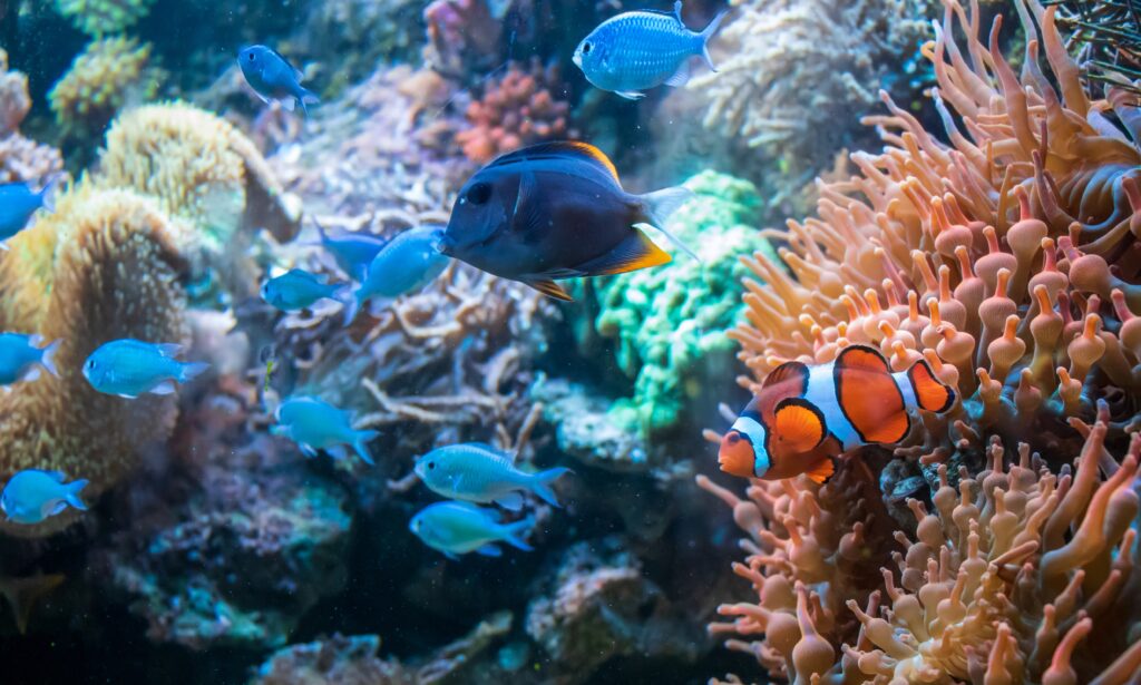 great barrier reef