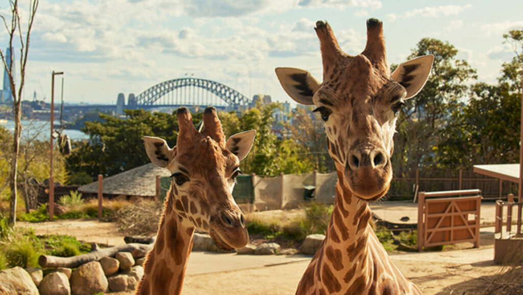 taronga zoo sydney