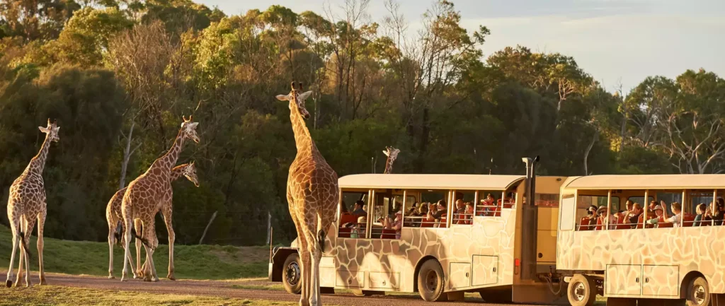 werribee zoo african safari