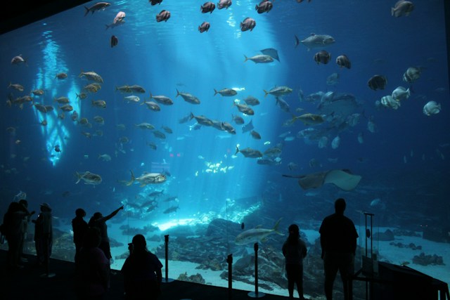 Explore Melbourne SEA LIFE Aquarium