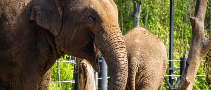 asian elephant