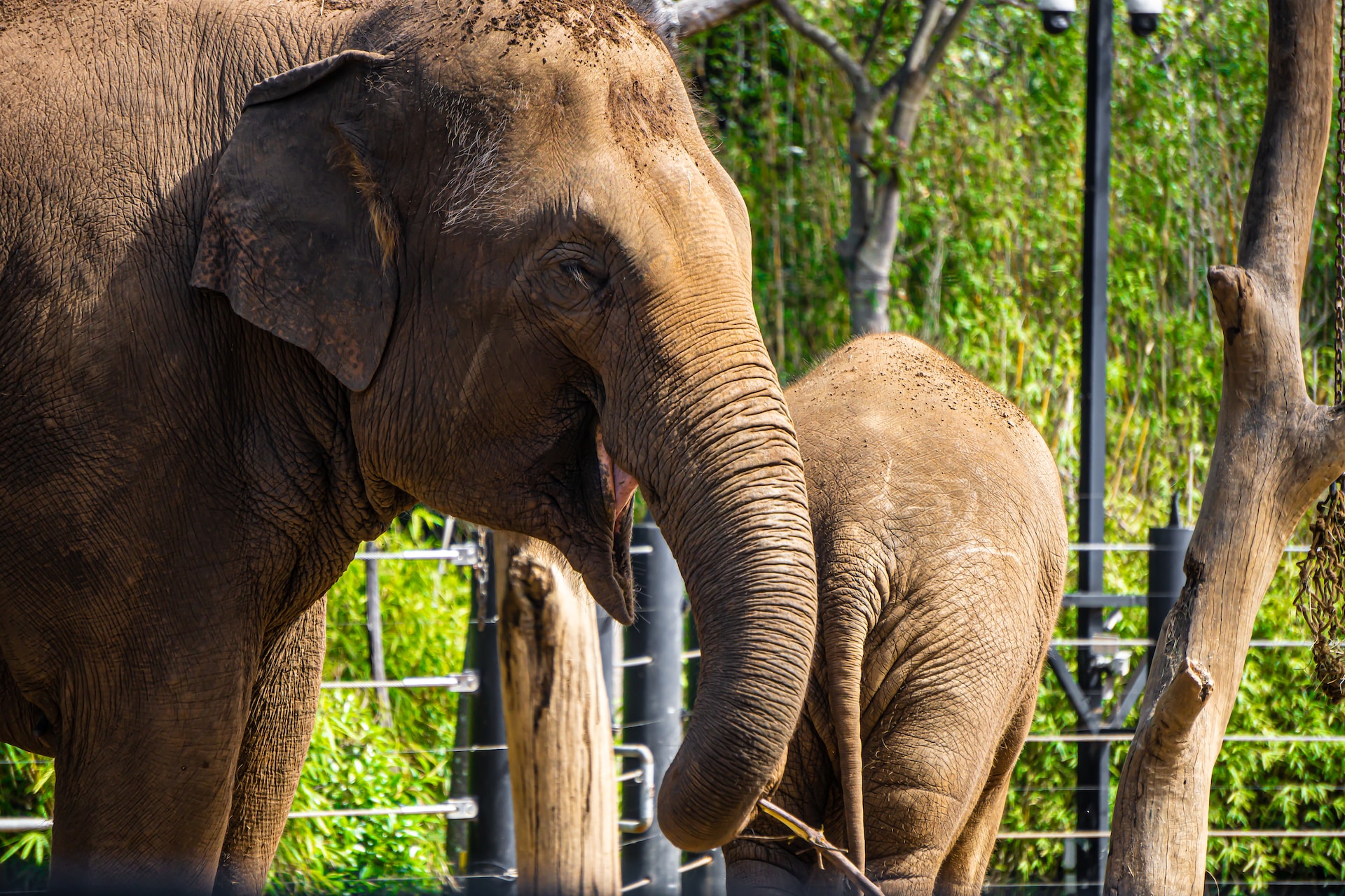 A Wildlife Odyssey: Taronga Zoo Sydney