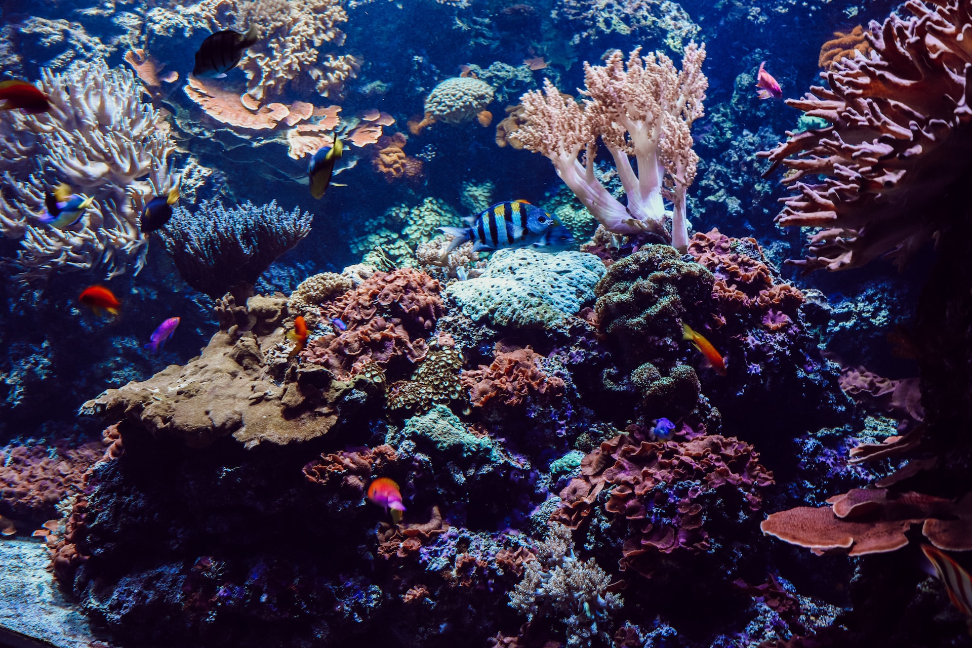 Family Marvels at the Wonders of the Great Barrier Reef