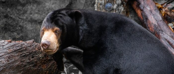 taronga zoo bear