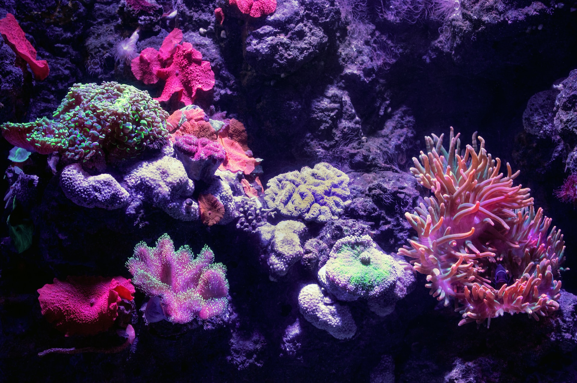 Family Marvels at the Wonders of the Great Barrier Reef