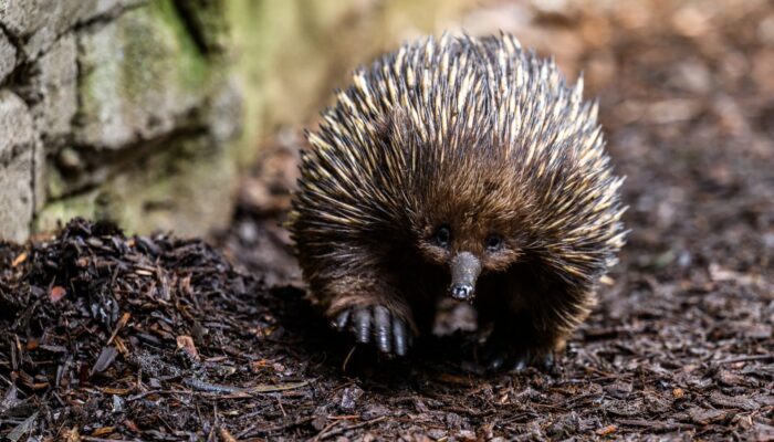 echidna