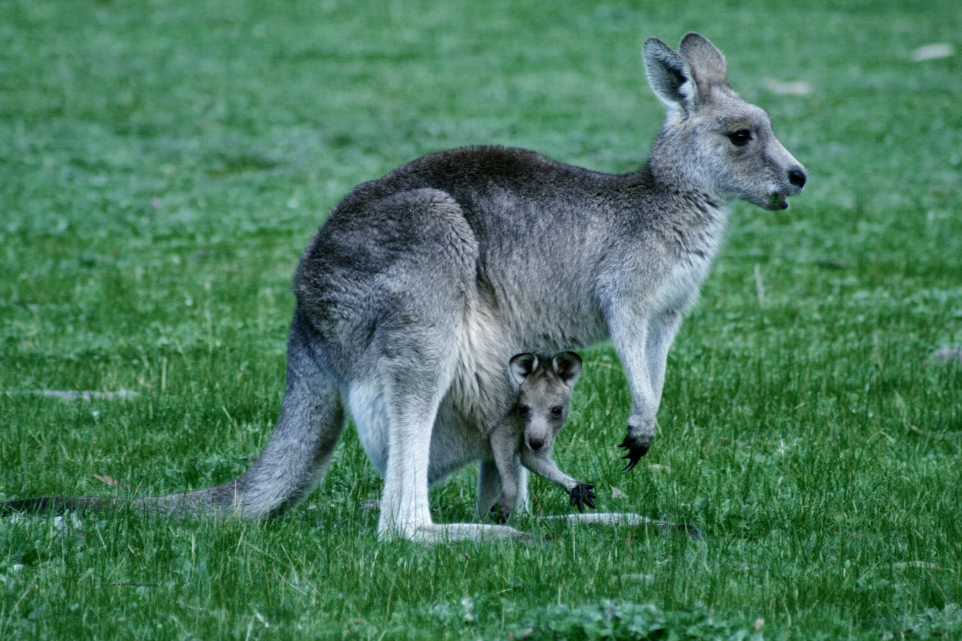 A Wildlife Odyssey: Taronga Zoo Sydney