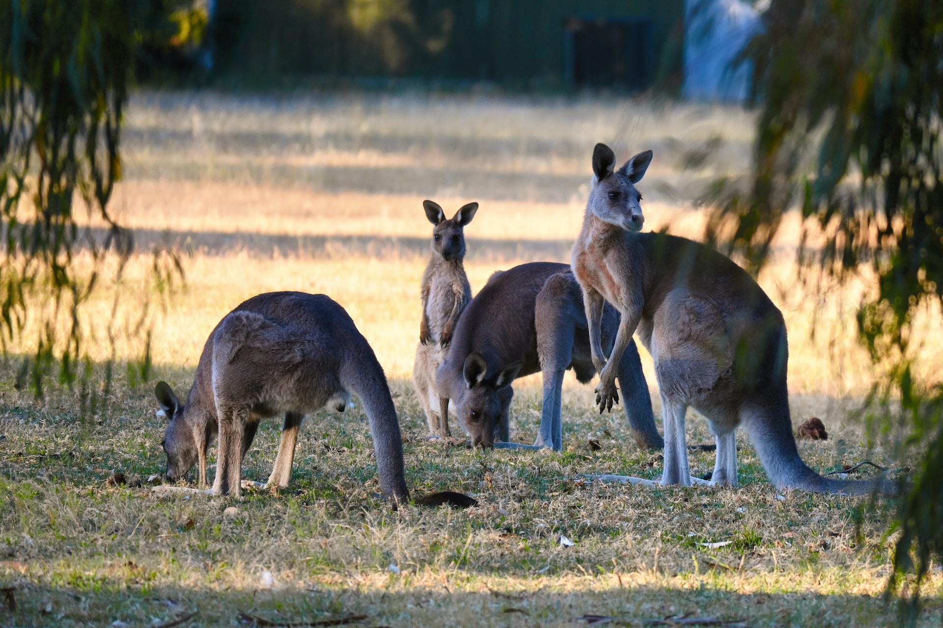 Explore the Scenic Lookouts of the Grampians Range