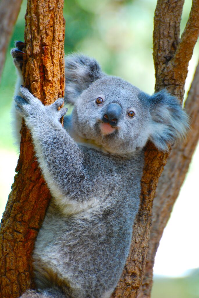 werribee zoo koala