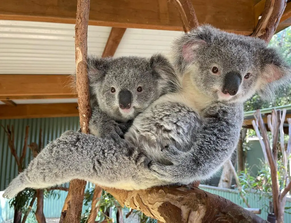 featherdale park koala