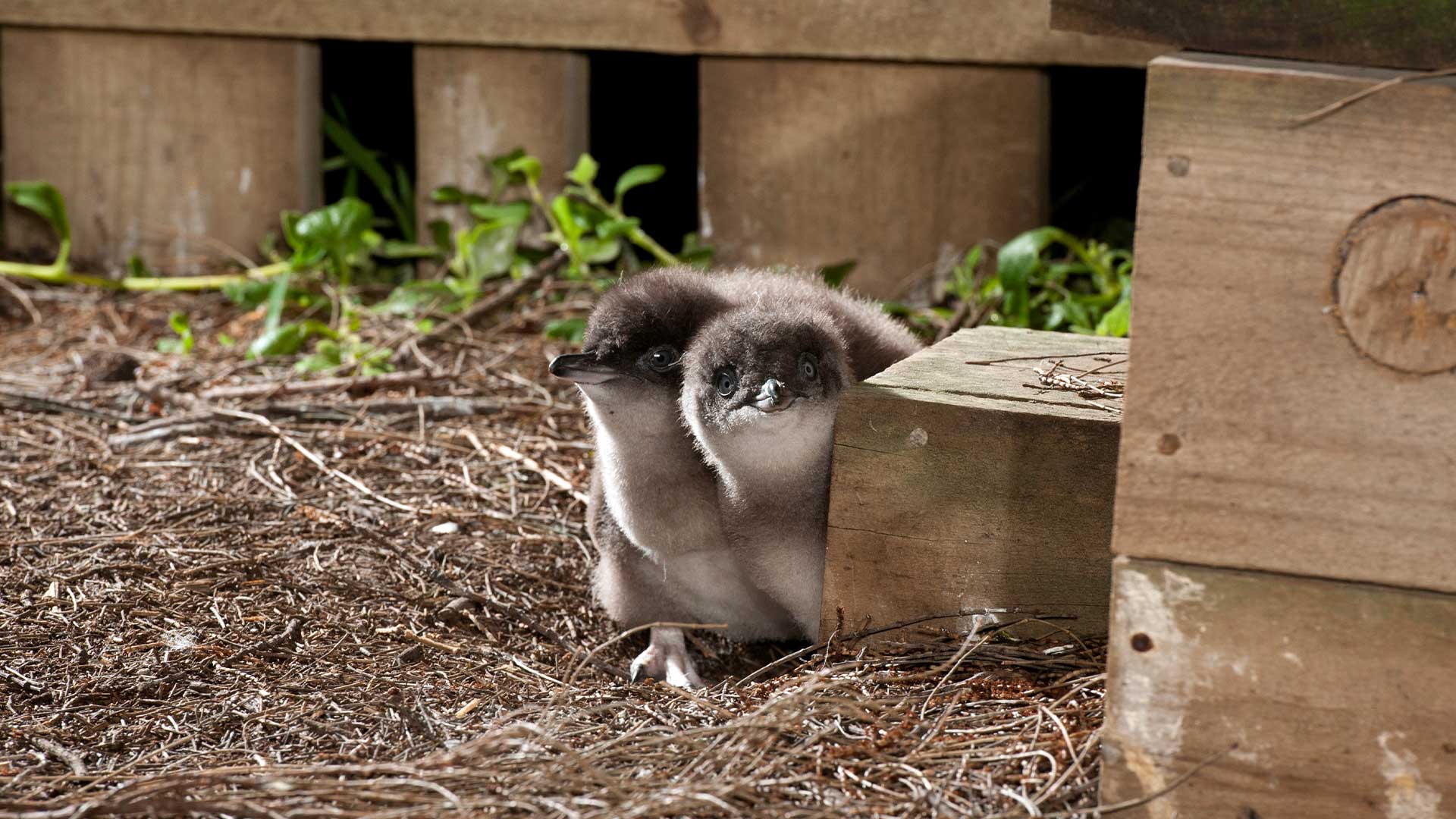 Phillip Island Penguin Parade