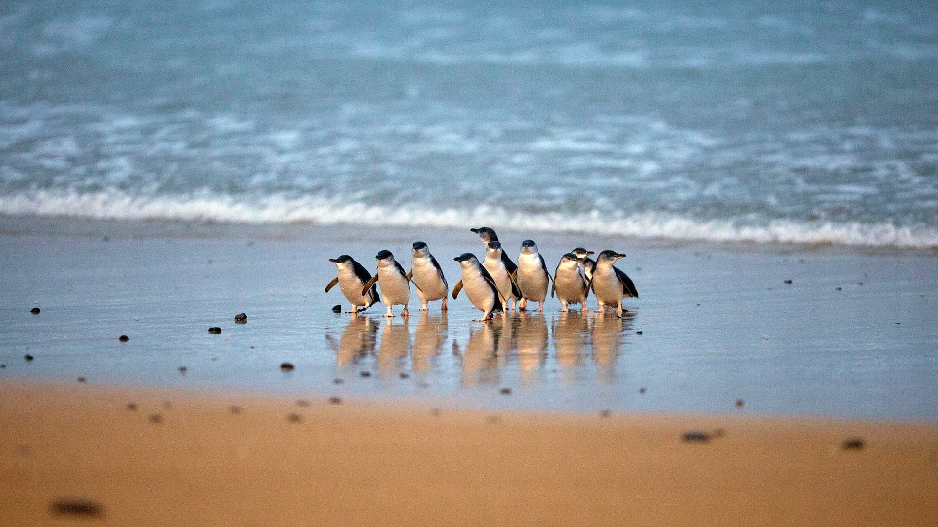 Phillip Island Penguin Parade