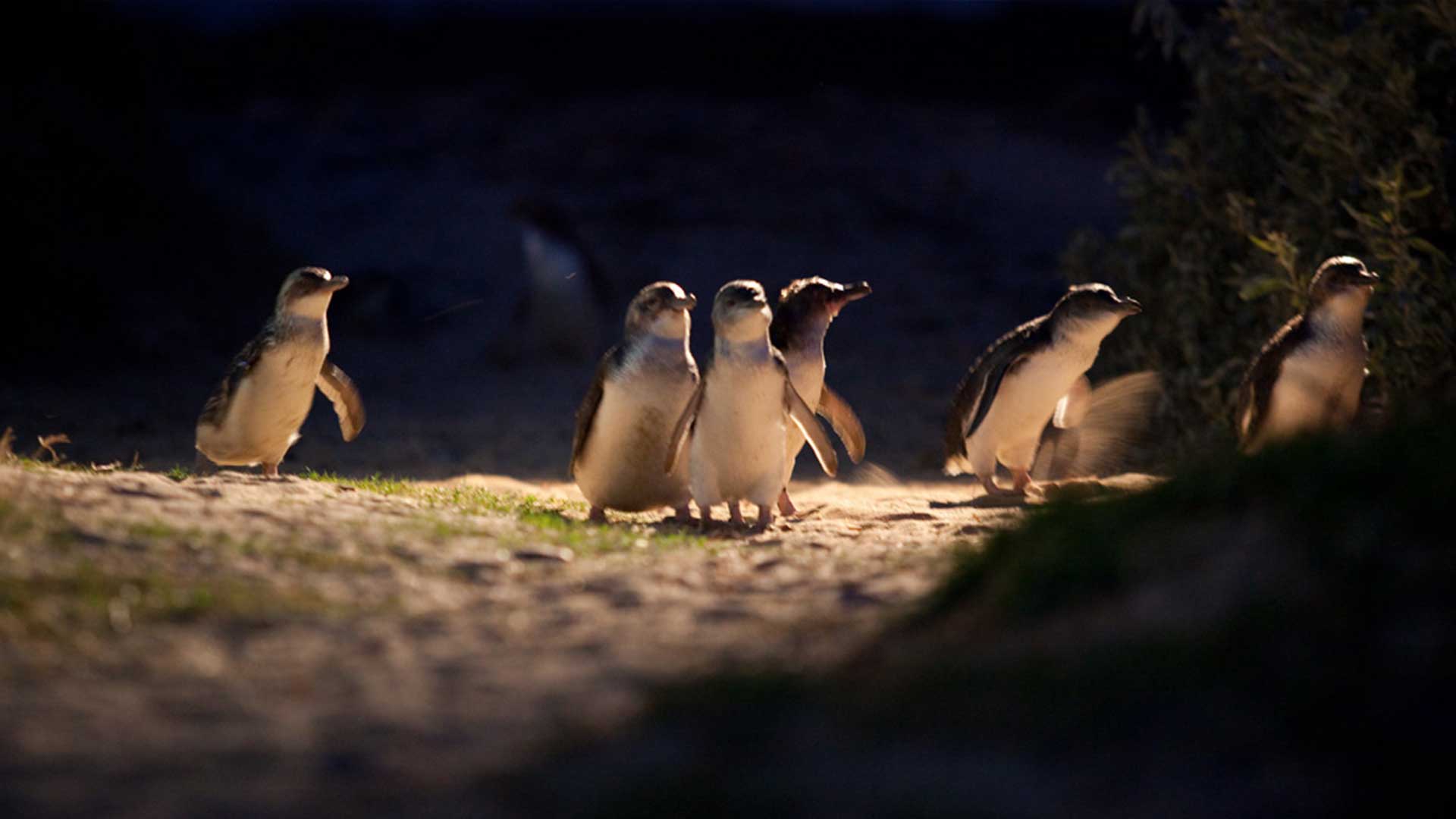 Phillip Island Penguin Parade