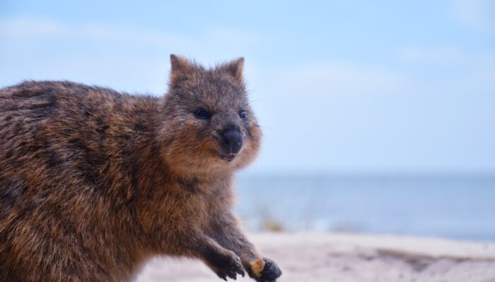 quokkas