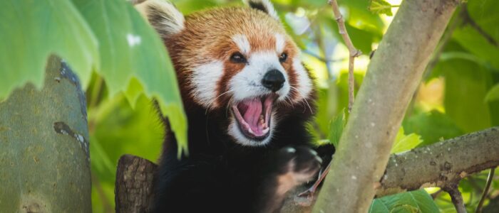 red panda