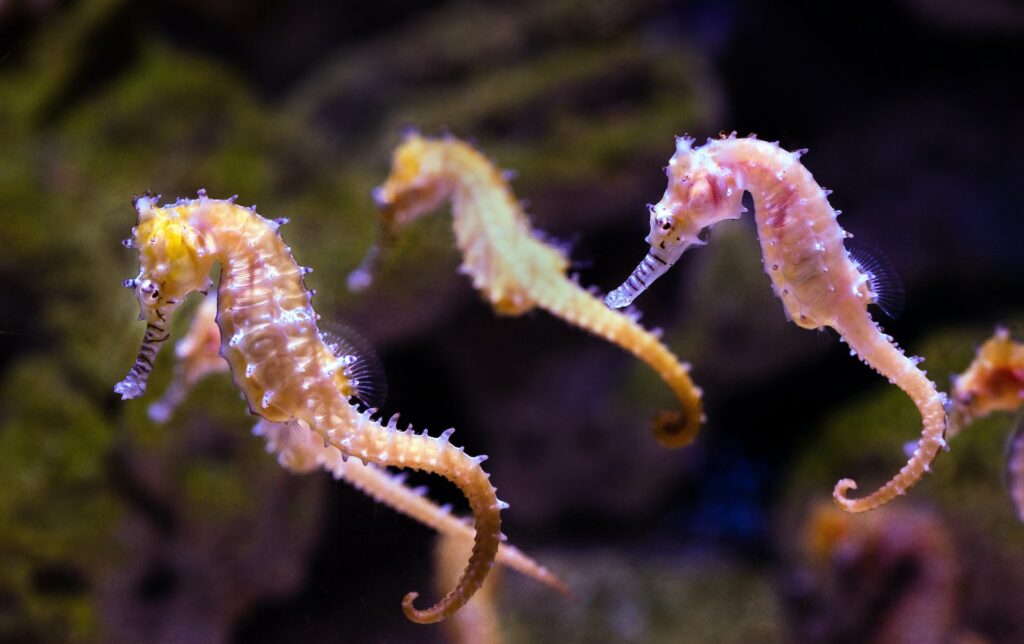 barrier reef - sea horse