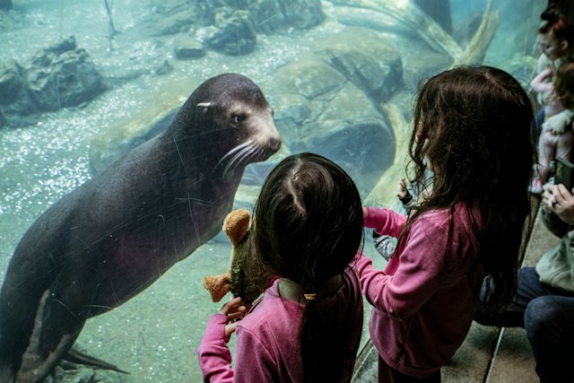 Explore Melbourne SEA LIFE Aquarium