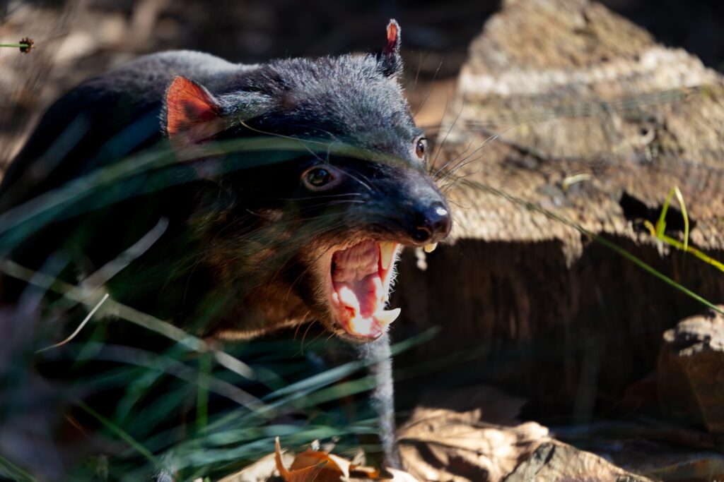 tasmania devil