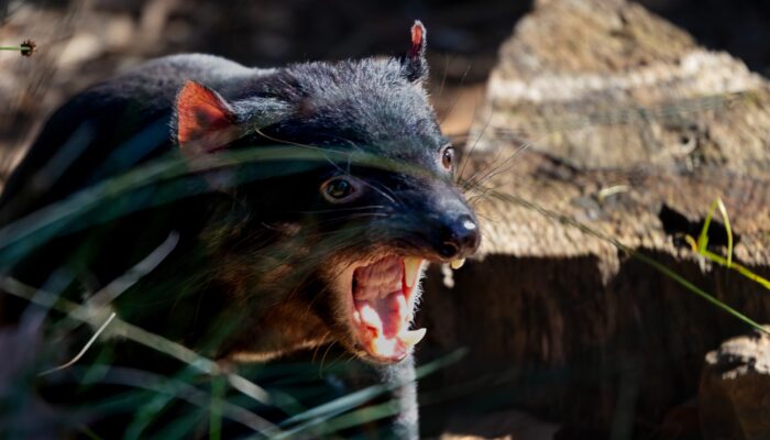 tasmania devil