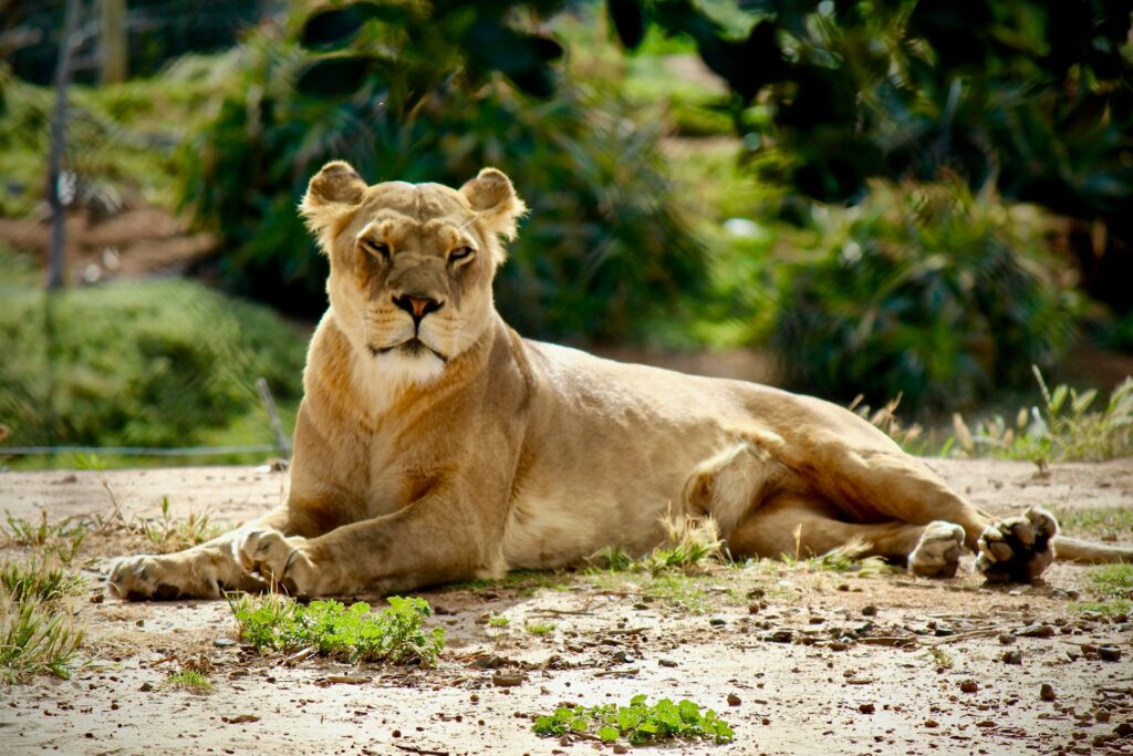 werribee zoo lion