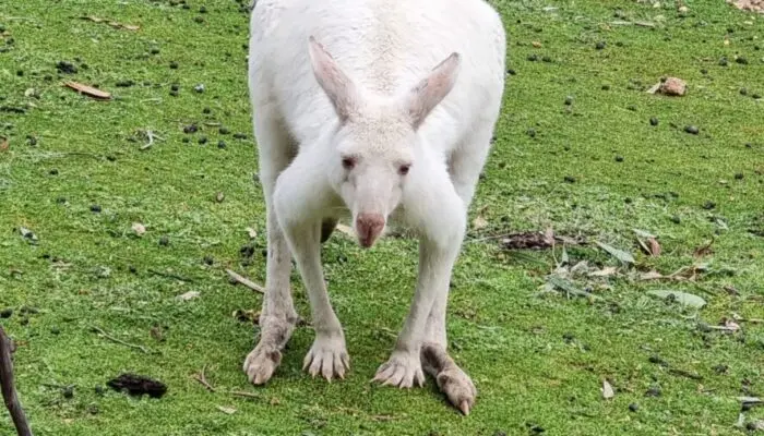 white kangaroo