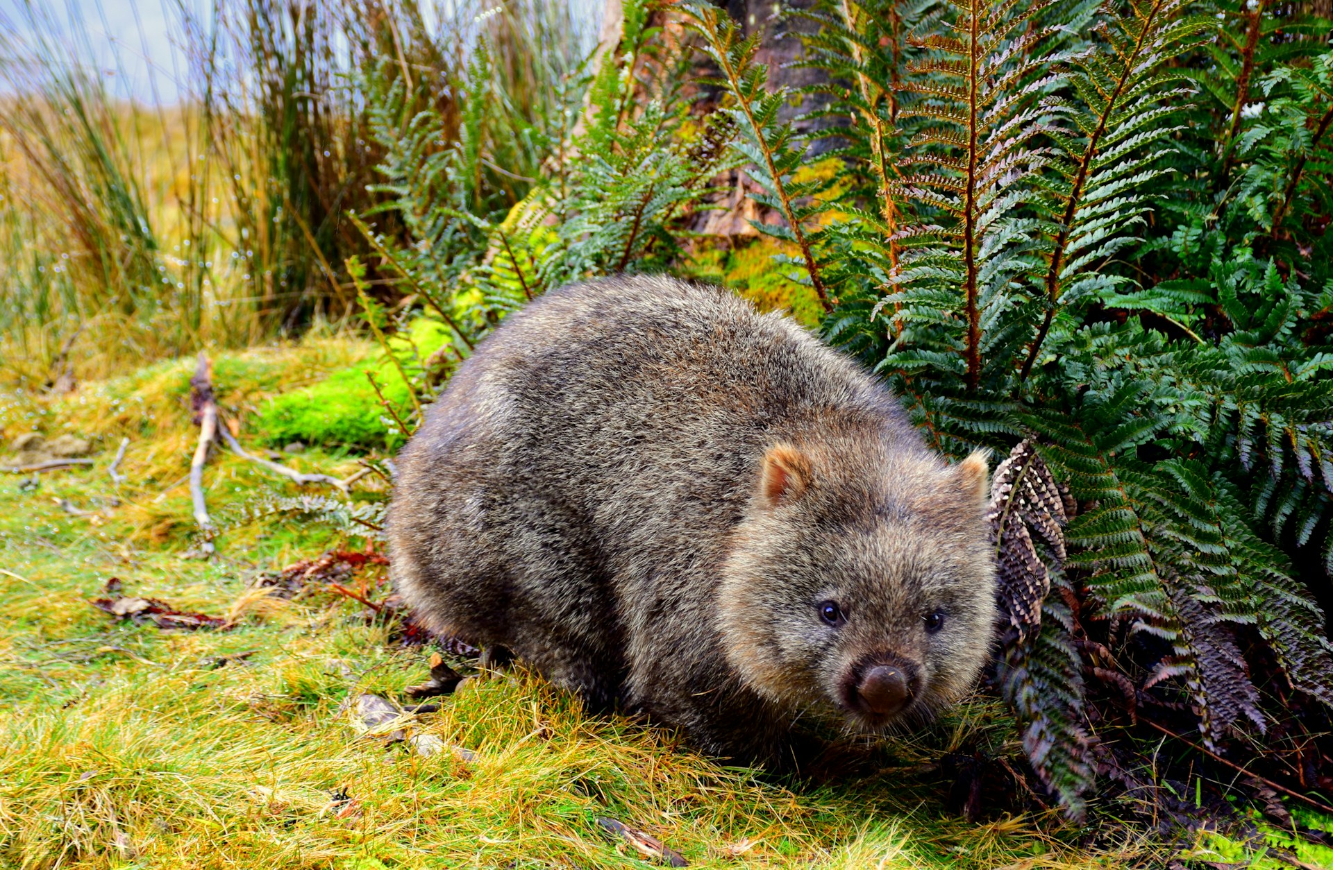 Nature’s Canvas: Wilsons Promontory, Victoria