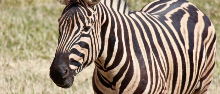 werribee zoo zebra