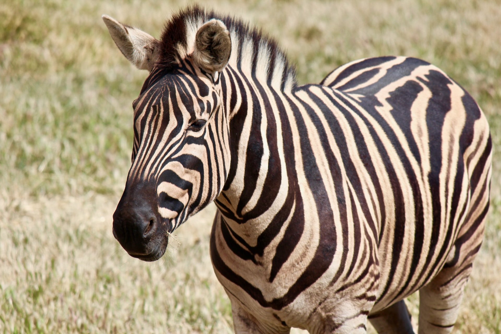 A Wildlife Odyssey: Taronga Zoo Sydney