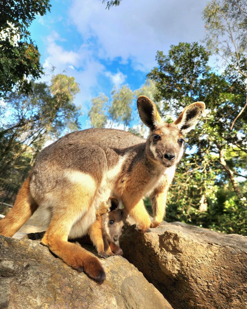 featherdale park kangaroo